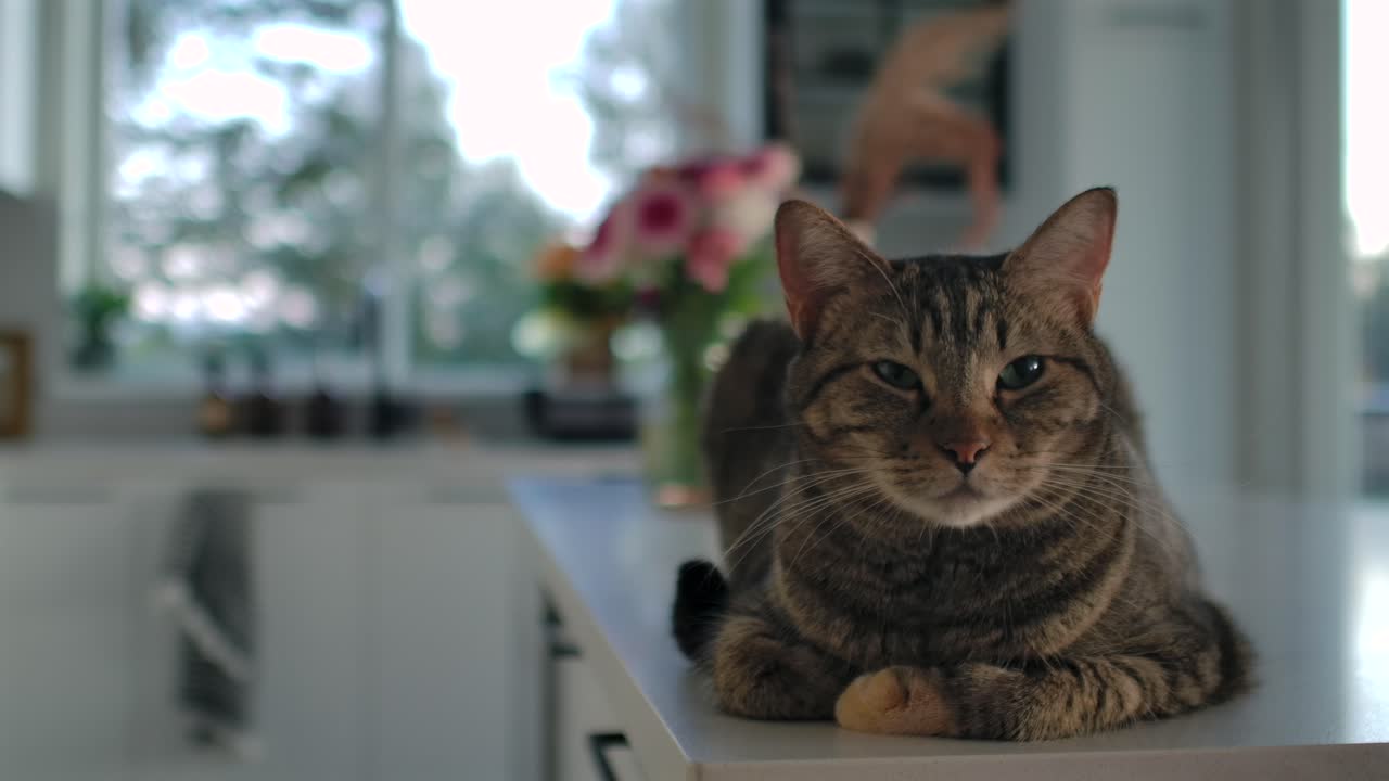 Curious House Cat Lying on Kitchen Counter - Close Up Static