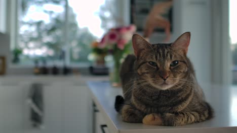 curious house cat lying on kitchen counter - close up static