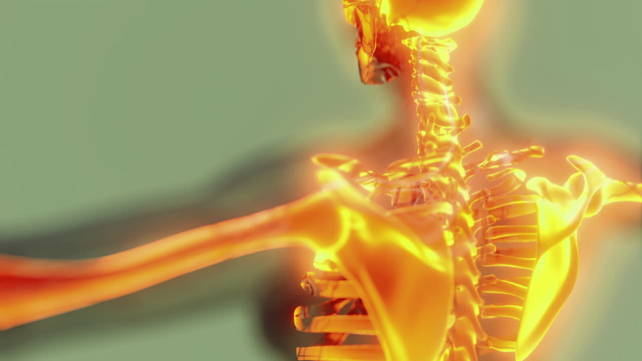 Detailed depiction of human skeleton anatomy highlighting the upper body