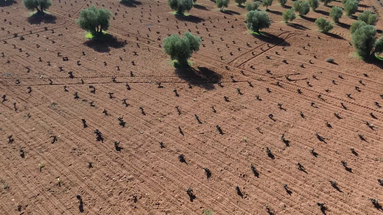 imagen de avión no tripulado de un paisaje de campo de olivos con viñedo