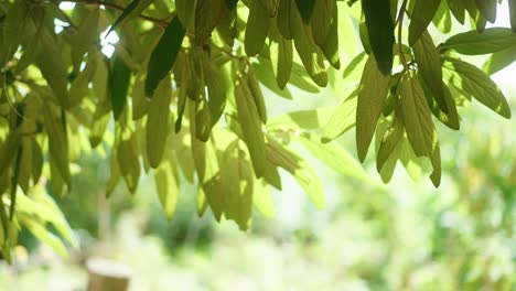 bosque de primavera