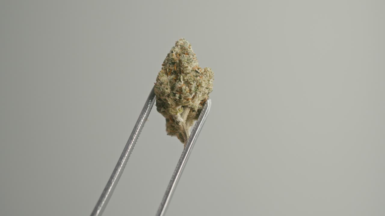 Marijuana Bud Held by Tweezers