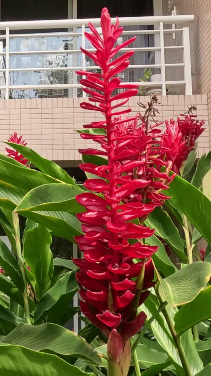 красные цветы растут и качаются в городской среде.