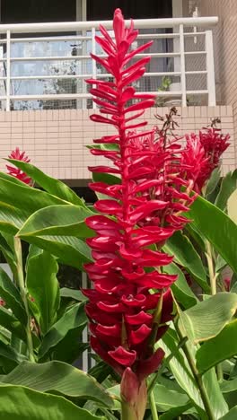 las flores rojas crecen y se balancean en el entorno urbano.
