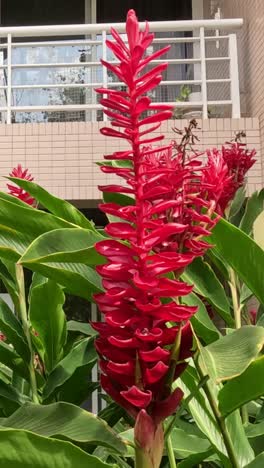 red flowers grow and sway in urban environment.