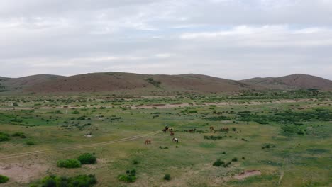 flying low over horses herding in wide green meadow