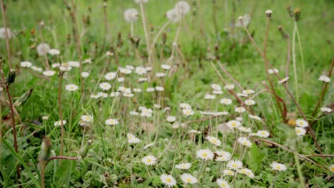 Meadow-with-flowers,-lateral-movement