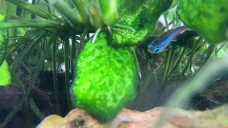 neon tetra fish suffers from ick disease tries to stay alive in a fresh water aquarium tropical fish tank