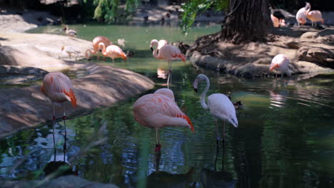 flamingos and ducks hanging out by the pond together