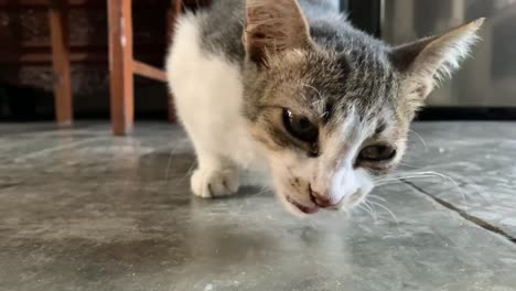 cute kitten eating something on the floor at home