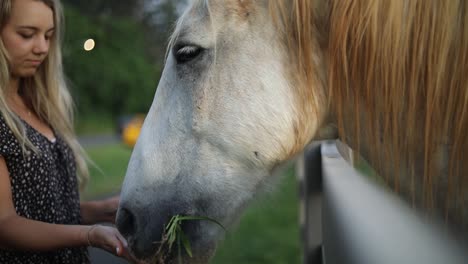 foto de la hora dorada de una hermosa mujer alimentando a mano un gran caballo blanco sobre una valla en un rancho en hawaii