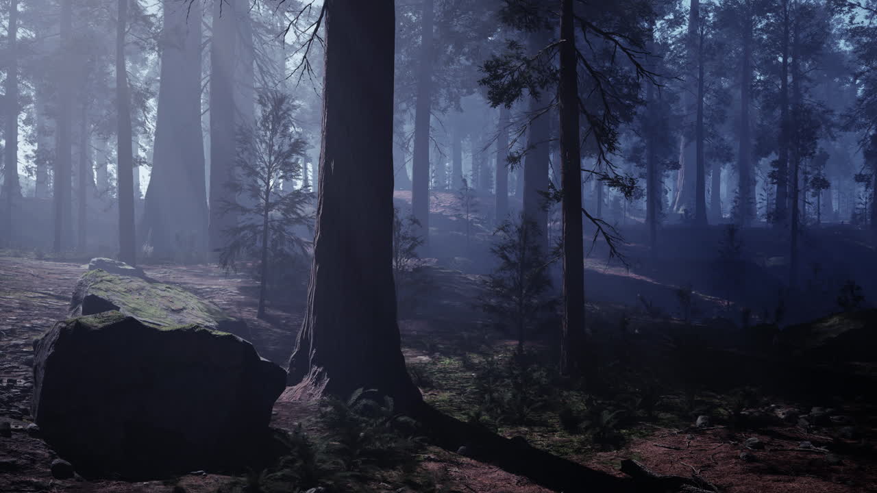 Misty Redwood Forest