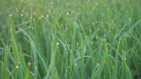 morning view of droplet water at green field.