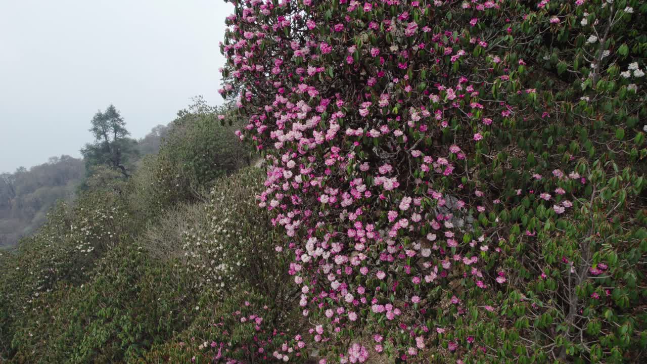 Stunning Pink Rhododendron Flowers on a Mountainside