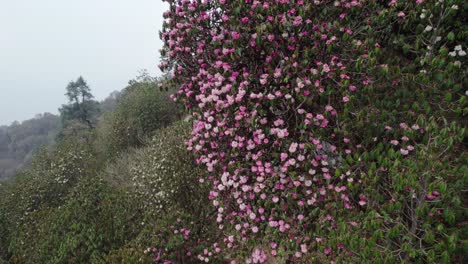 stunning pink rhododendron flowers on a mountainside