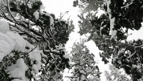 slow motion thick trees blanketed in fresh powder during a heavy snowfall