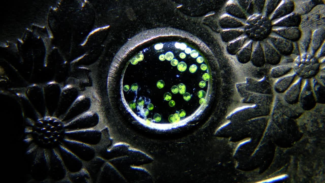 Microscopic Green Organisms in a Circular Metallic Frame