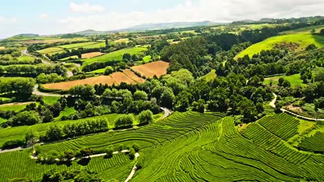 Beautiful-natural-scenery-of-tea-plantation-from-Chá-Gorreana-in-Azores-Archipelago,-Aerial-view