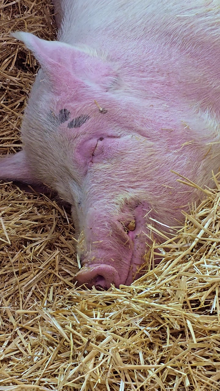 Extreme close up of a pig sleeping in straw with eyes closed and visible snout and ears in a farm environment