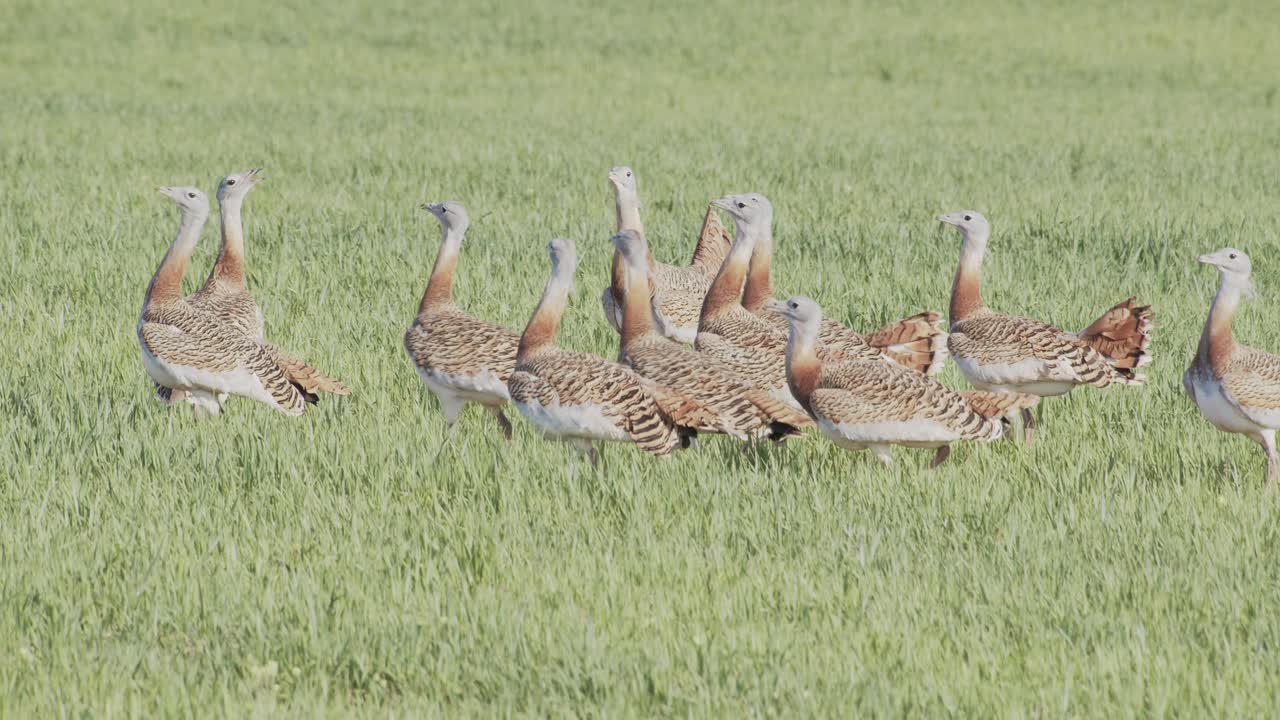 En grupp hanar av stortrappen under full parningsdans, stridande, på ängen under vårens häckningssäsong i La Mancha, Spanien.
