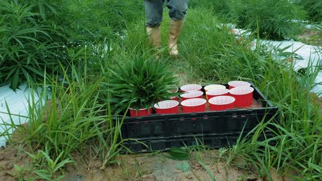 Hemp-farm-worker-taking-cuttings-from-plants-in-a-field-to-create-clones