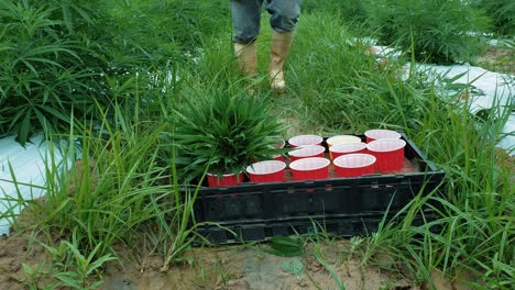 trabajador de granja de cáñamo tomando esquejes de plantas en un campo para crear clones