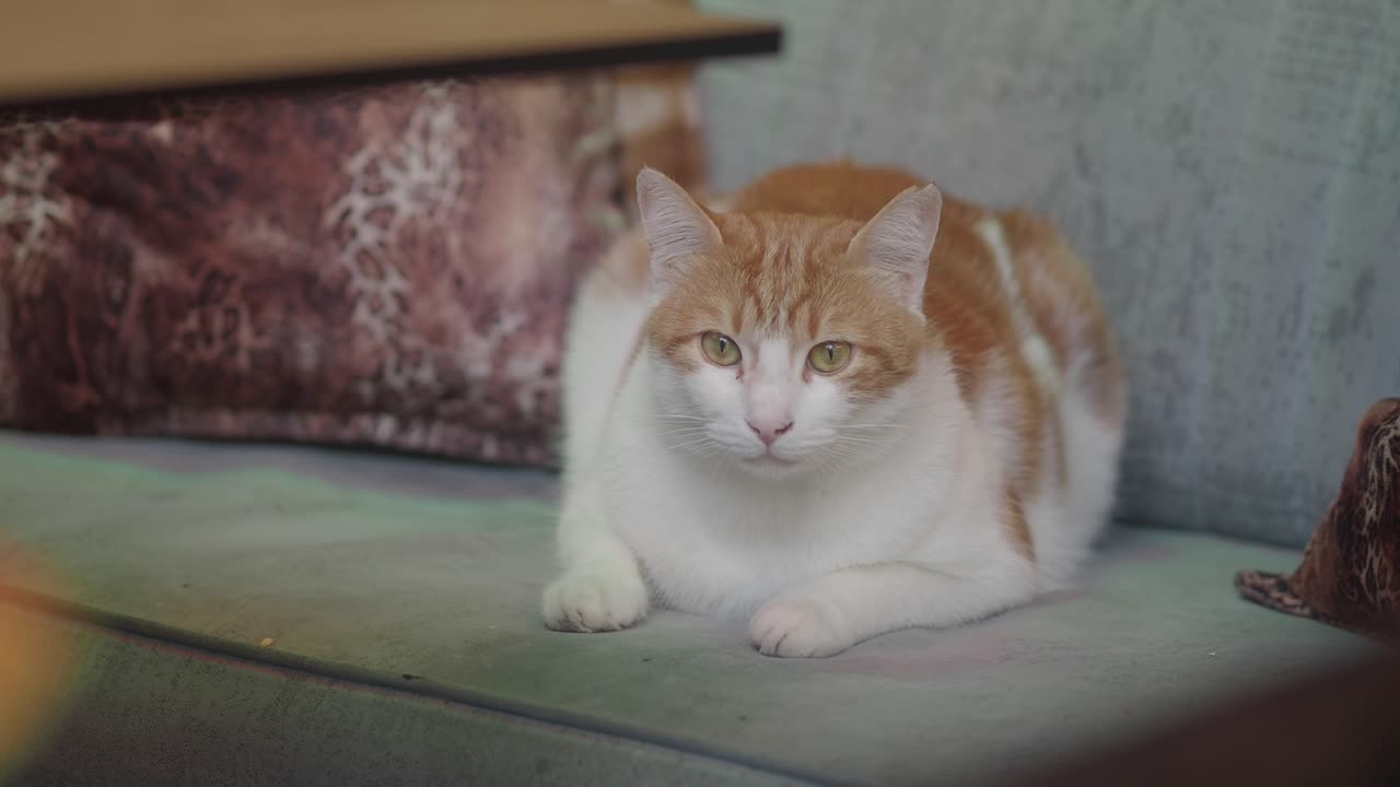 An orange and white cat sitting indoors