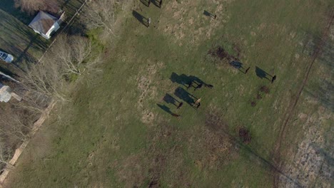 birds eye view of cows in the pasture casting long shadows