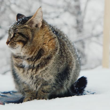 一只猫坐在雪中休息