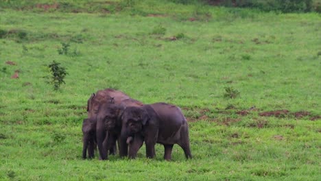 Los-Elefantes-Asiáticos-Son-Especies-En-Peligro-De-Extinción-Y-También-Son-Residentes-De-Tailandia