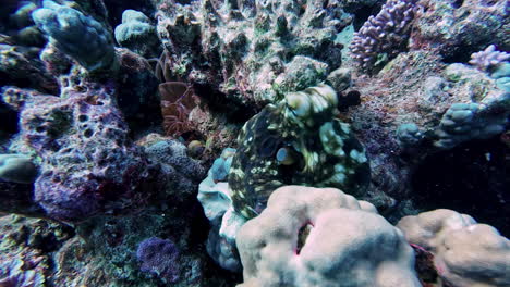 Colorful-corals-underwater-closeup-shot-diving,-Egypt-Deep-marine-life-seafloor