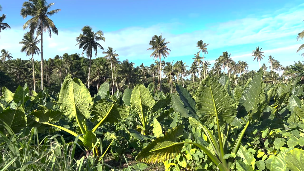 Tropical agriculture small farm with coconut trees and taro leaves. Vava'u Island, Tonga. Pacific.