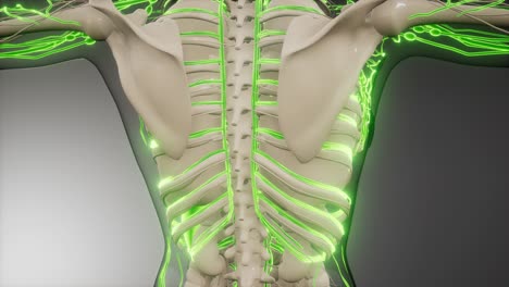 vasos sanguíneos del cuerpo humano