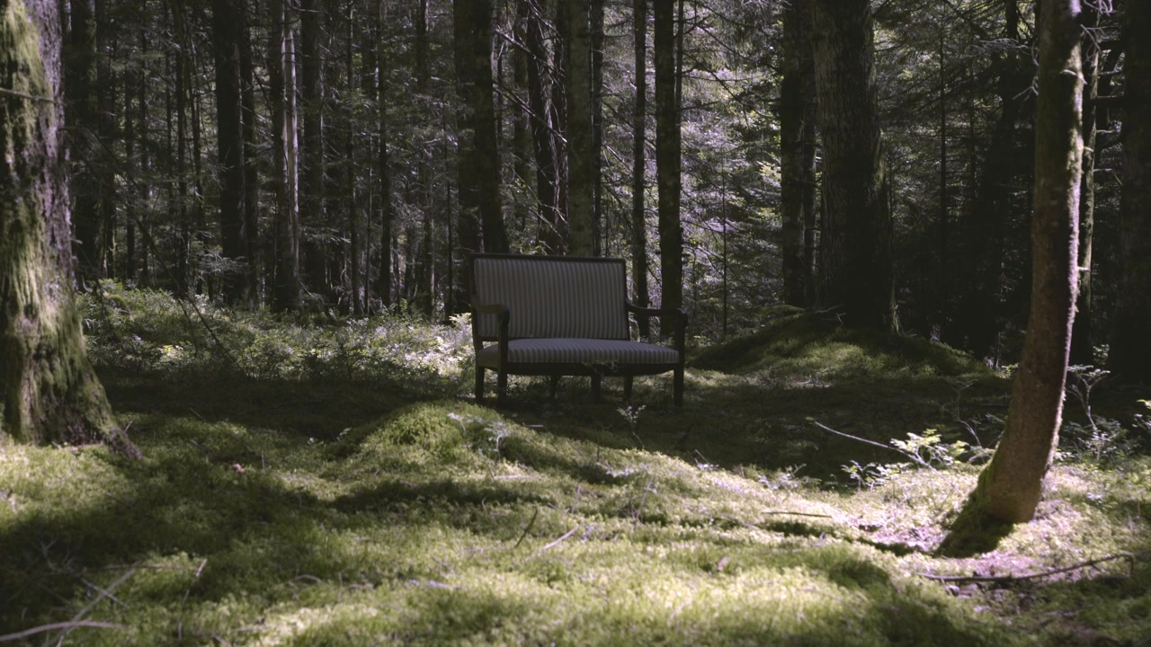 Couch in the middle of the forest, during a sunny day