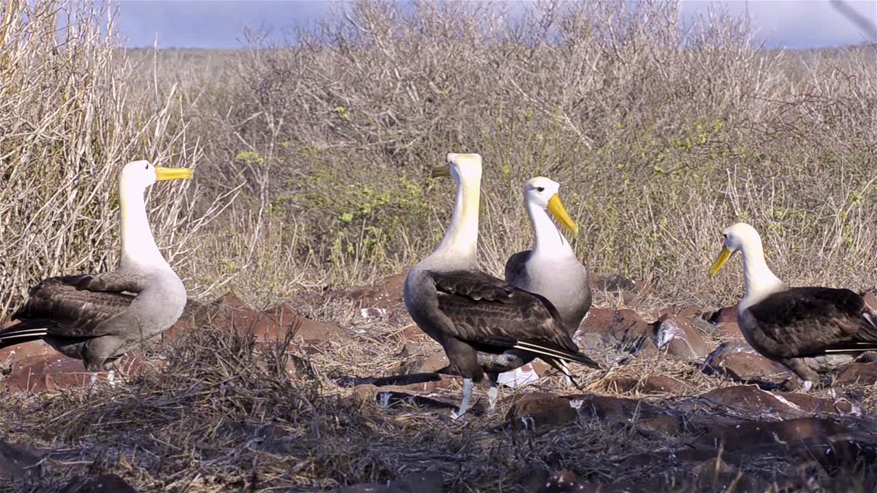 dos pares de albatros ondulados dando vueltas durante un ritual de cortejo y se limitan a reproducirse en punta suárez en el parque nacional de las islas galápagos de espanola y la reserva marina de ecuador