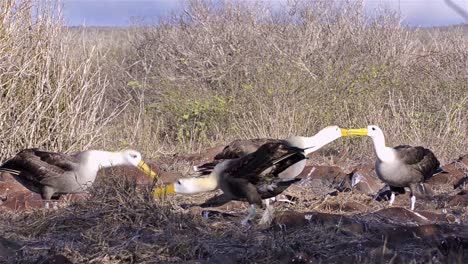 dos pares de albatros ondulados dando vueltas durante un ritual de cortejo y se limitan a reproducirse en punta suárez en el parque nacional de las islas galápagos de espanola y la reserva marina de ecuador