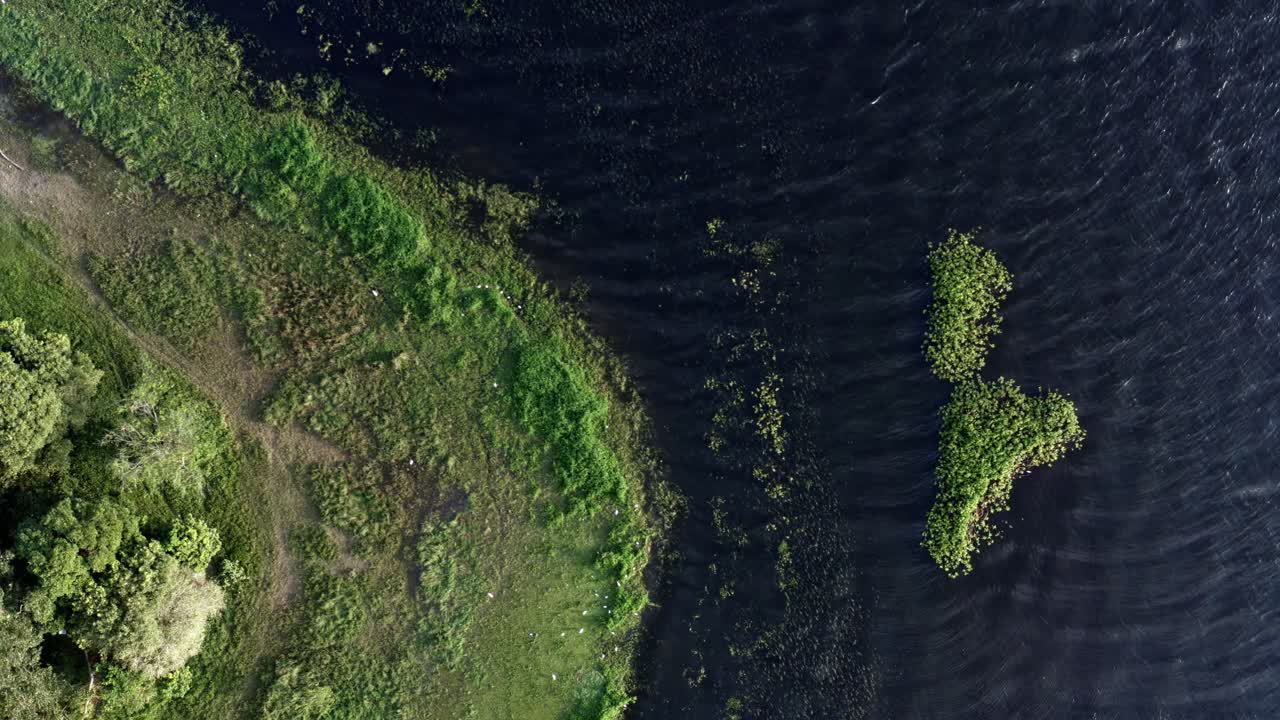 Top-down bird's eye shot of beautiful natural green marshes with white egret birds resting on the coast of the man-made Guarapiranga Reservoir in the south of São Paulo, Brazil
