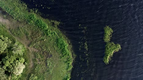 top-down bird's eye shot of beautiful natural green marshes with white egret birds resting on the coast of the man-made guarapiranga reservoir in the south of são paulo, brazil