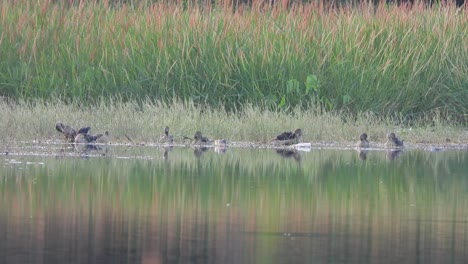 Whistling-duck---swimming--pond-