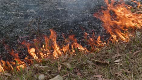 grass fire burning along the ground