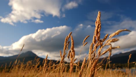 Crisis-De-La-Cadena-Alimentaria-Concepto-De-Inflación-Picos-Amarillos-Se-Mecen-En-El-Viento