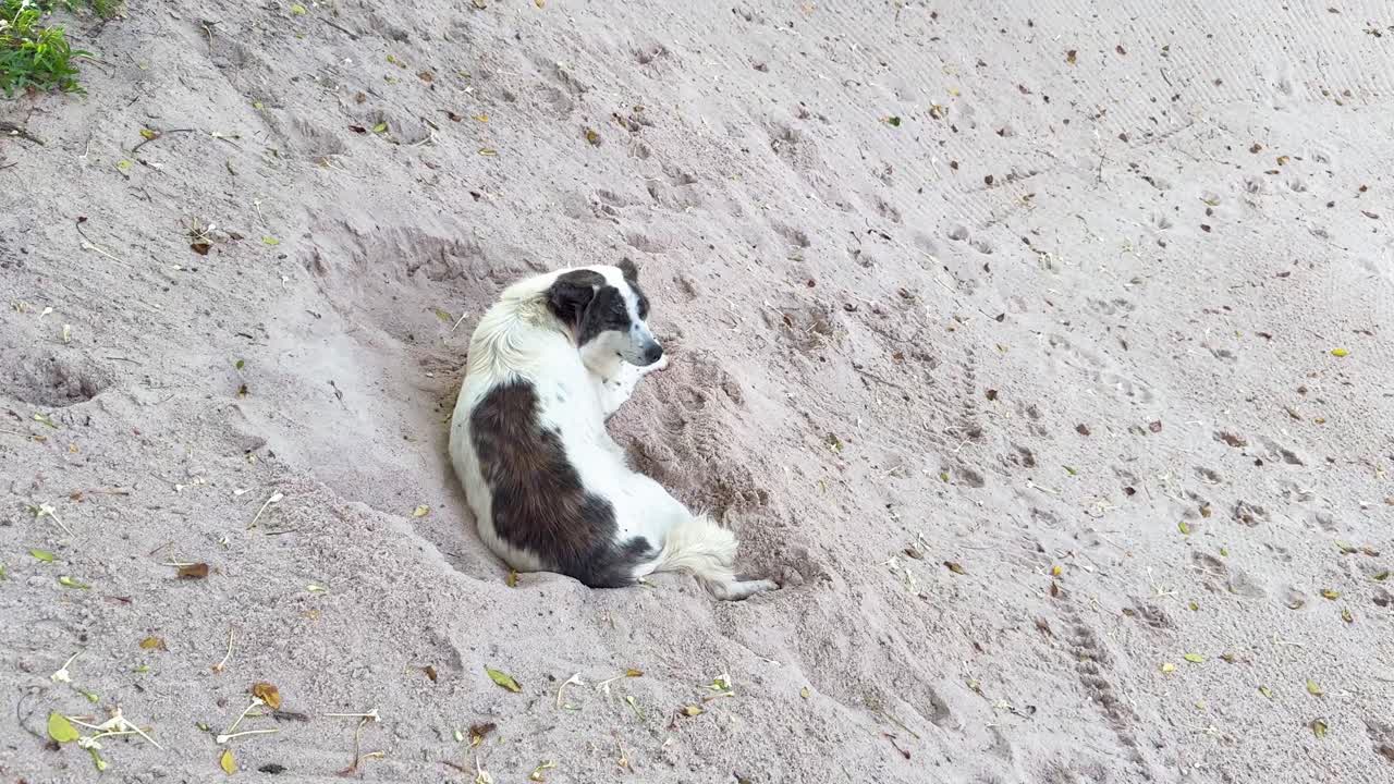 모래 지형 에 평화롭게 누워 있는 개