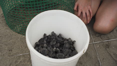 biologist taking care of young baby turtle family before realising in ocean water