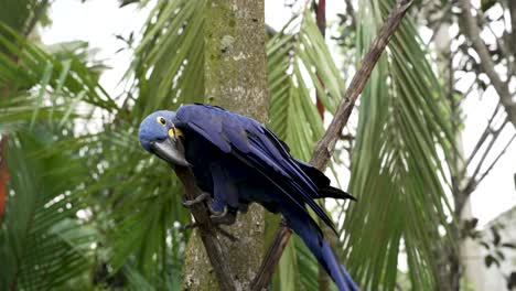 Guacamayo-Azul-Jacinto-Usando-Pico-En-Una-Rama-Pequeña