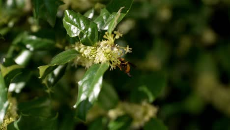 Zoom-in-to-bee-on-tip-of-flower-bundles-at-edge-of-plant,-macro-closeup