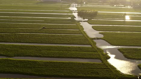 Traktor-Sammelt-Gras-Für-Rinder-Vom-Feld-Mit-Bewässerungskanälen---Luftaufnahme