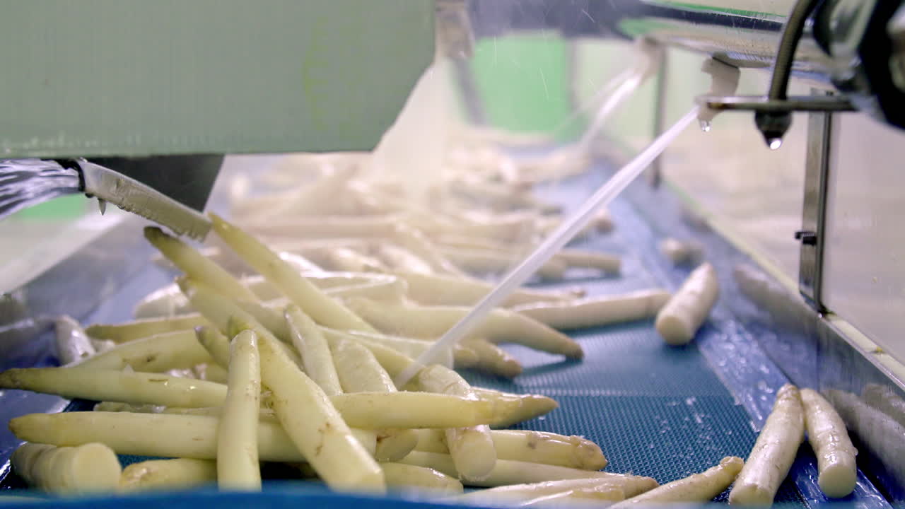 White Asparagus Being Washed on a Conveyor Belt in a Food Processing Facility