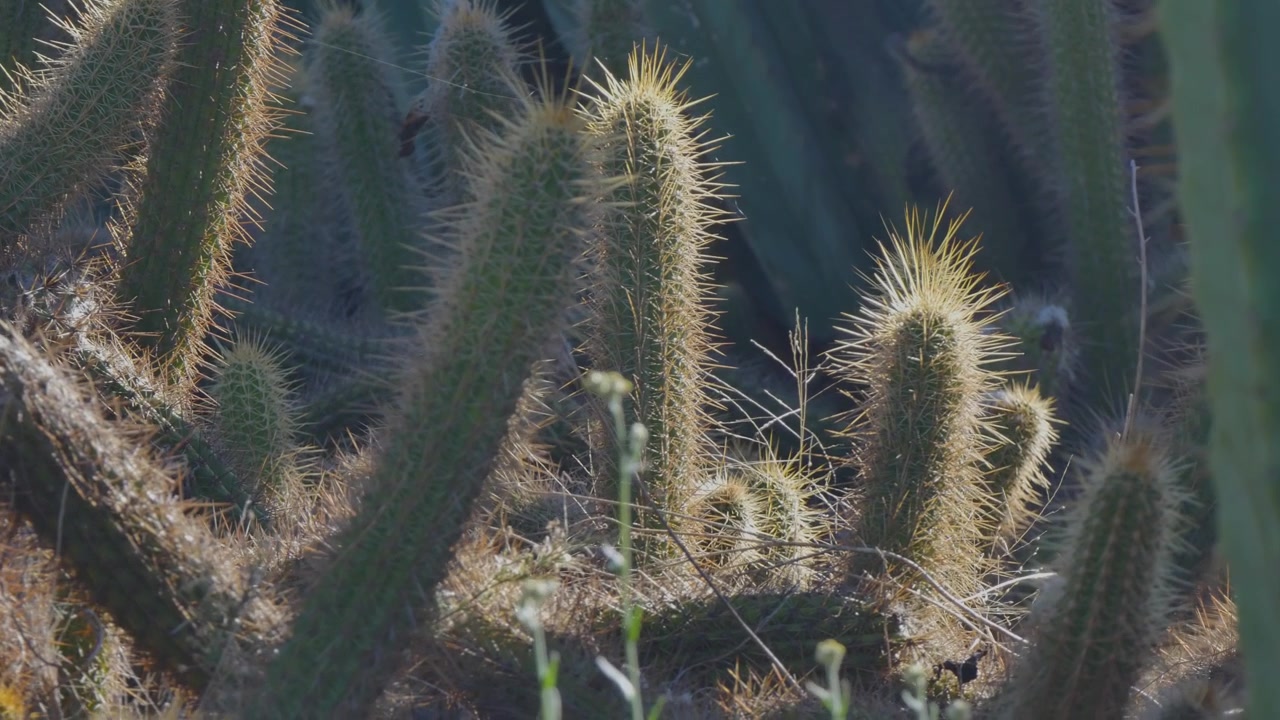Cactus in the desert during a heatwave