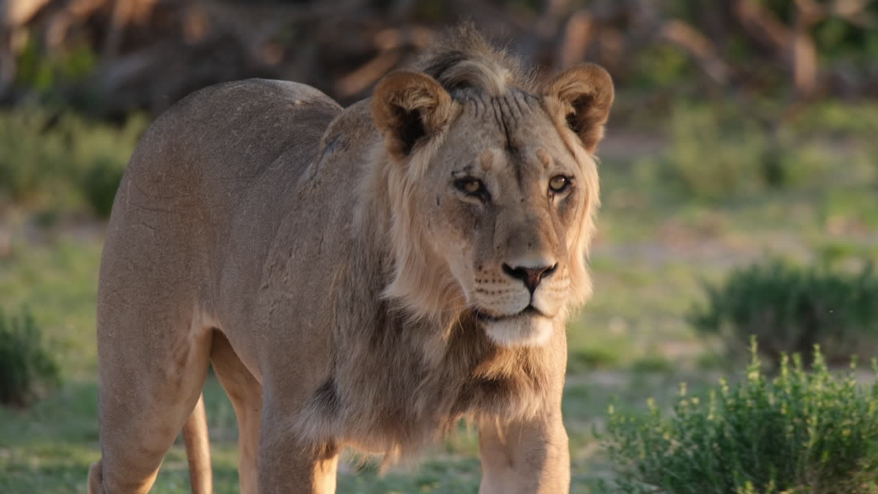león africano caminando en el campo de hierba - de cerca