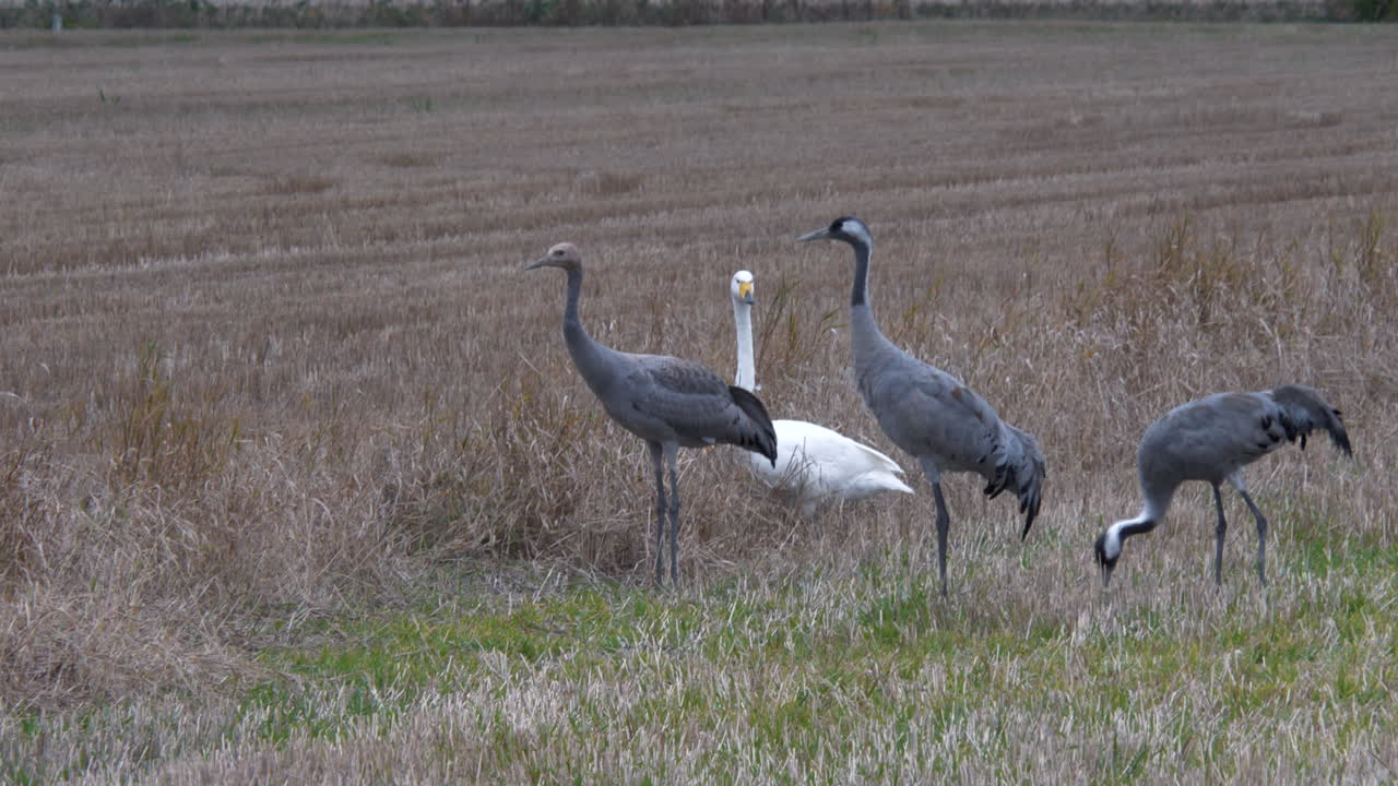 White swans and black cranes on Scandinavian meadow